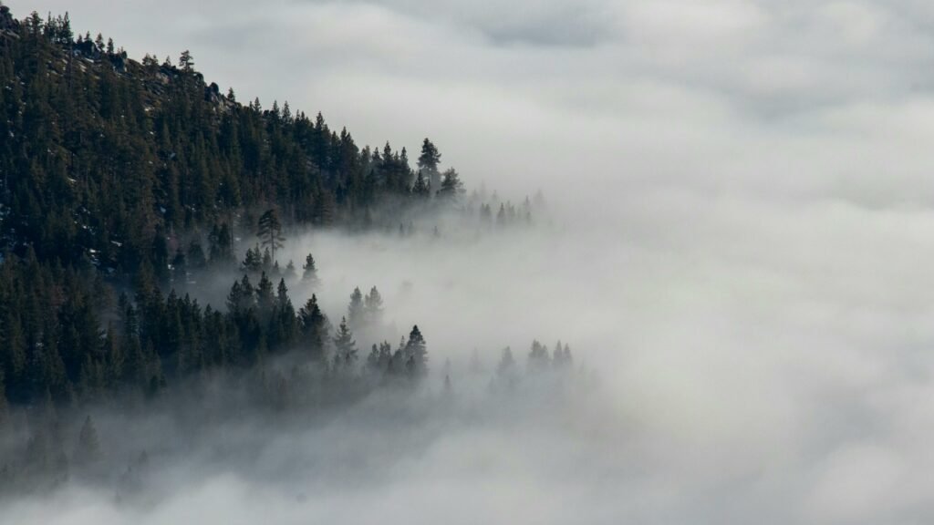 A forested hillside disappears into drifting fog, with only fragments of the landscape visible through the mist.