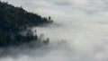 A forested hillside disappears into drifting fog, with only fragments of the landscape visible through the mist.