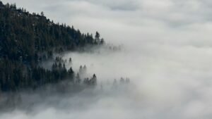 A forested hillside disappears into drifting fog, with only fragments of the landscape visible through the mist.