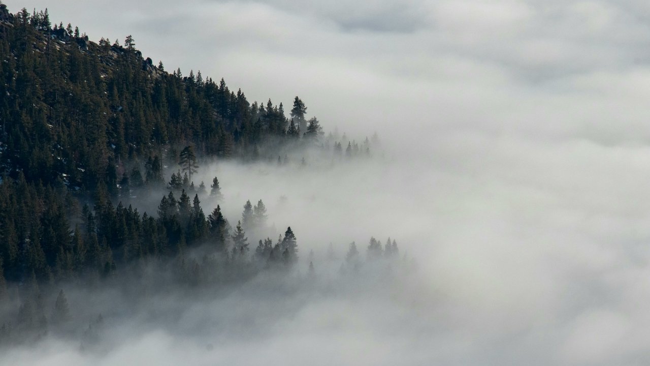 A forested hillside disappears into drifting fog, with only fragments of the landscape visible through the mist.